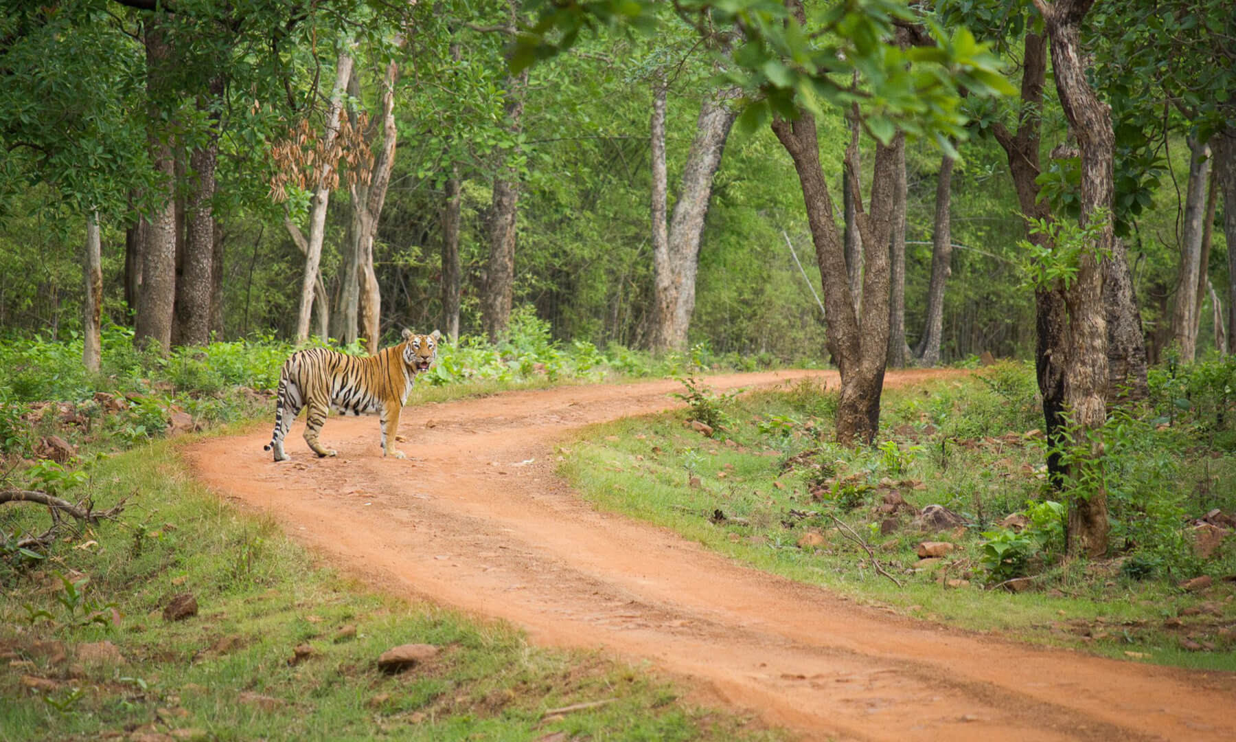maharashtra forest safari booking
